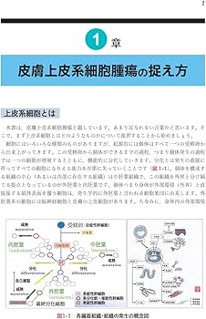 表皮の腫瘍および類縁疾患/金芳堂/真鍋俊明（単行本） 皮膚病理学講義 皮膚上皮系腫瘍 表皮角化細胞性腫瘍 | 真鍋 俊明