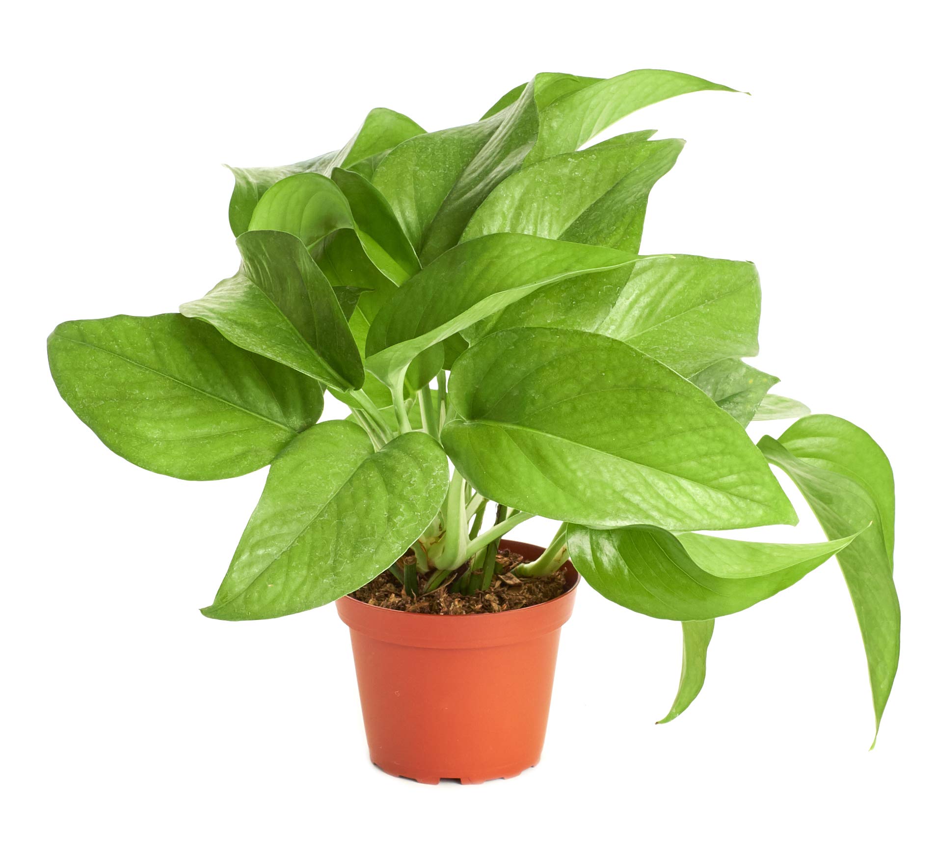 Shop Succulents Pothos Devil's Ivy