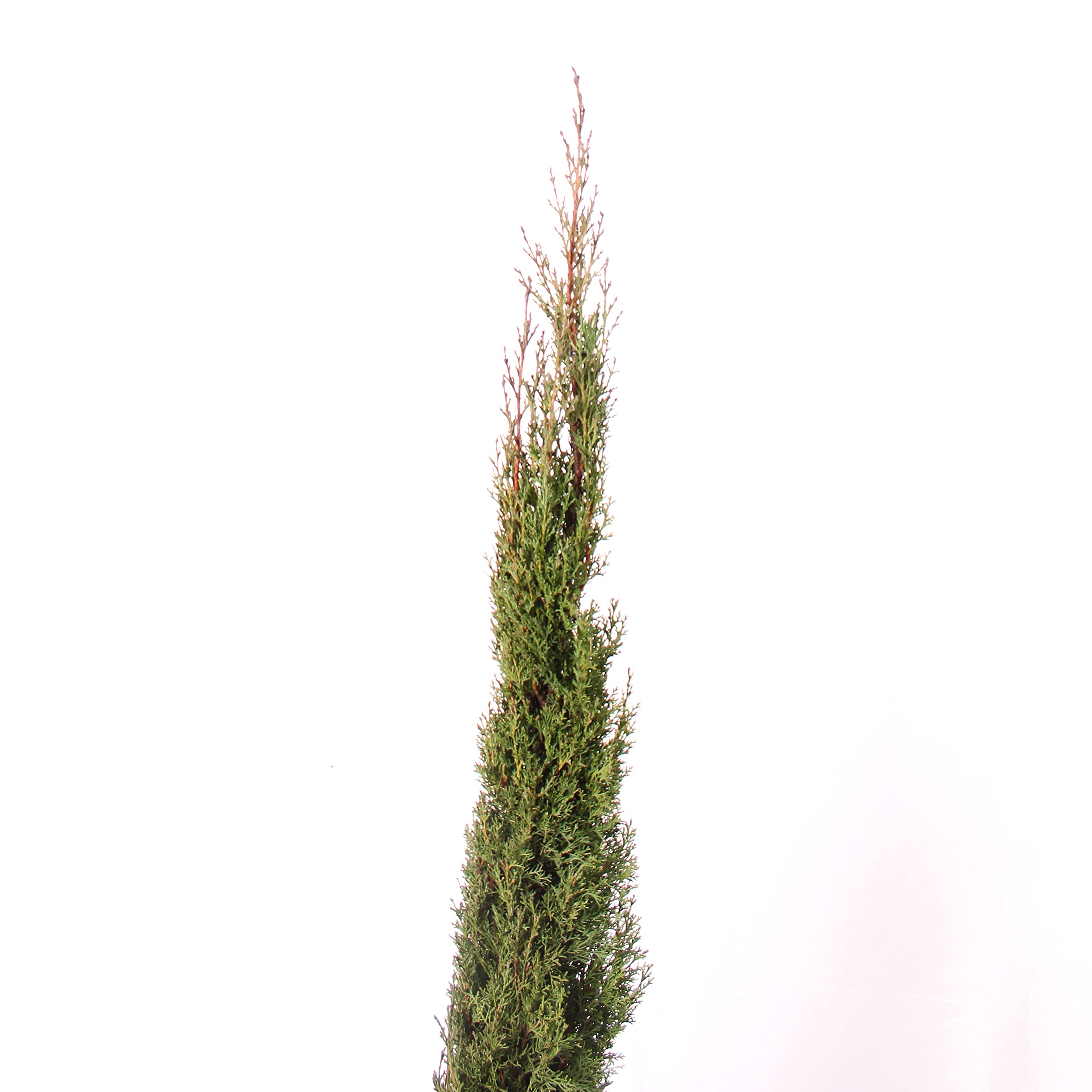 KENTIS - Cupressus Sempervirens Totem - Cipresso Pianta da Esterni Sempreverde - Pianta da Giardino Vera - H 125/150 cm Vaso Ø 24 cm