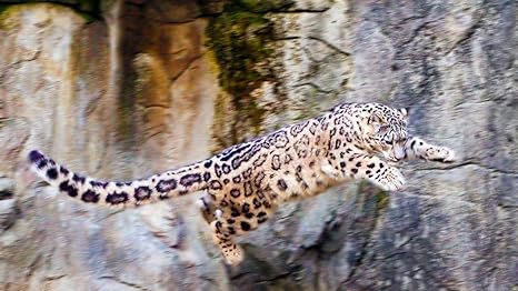 Epicurism Snow Leopard Jumping Large Cat Rocks Diy Digital Painting By Numbers Modern Wall Art Oil Painting Home Decor Amazon De Home Kitchen Epicurism Snow Leopard Jumping Large Cat Rocks Diy Digital Painting By Numbers Modern Wall Art Oil Painting Home Decor Amazon De Home Kitchen