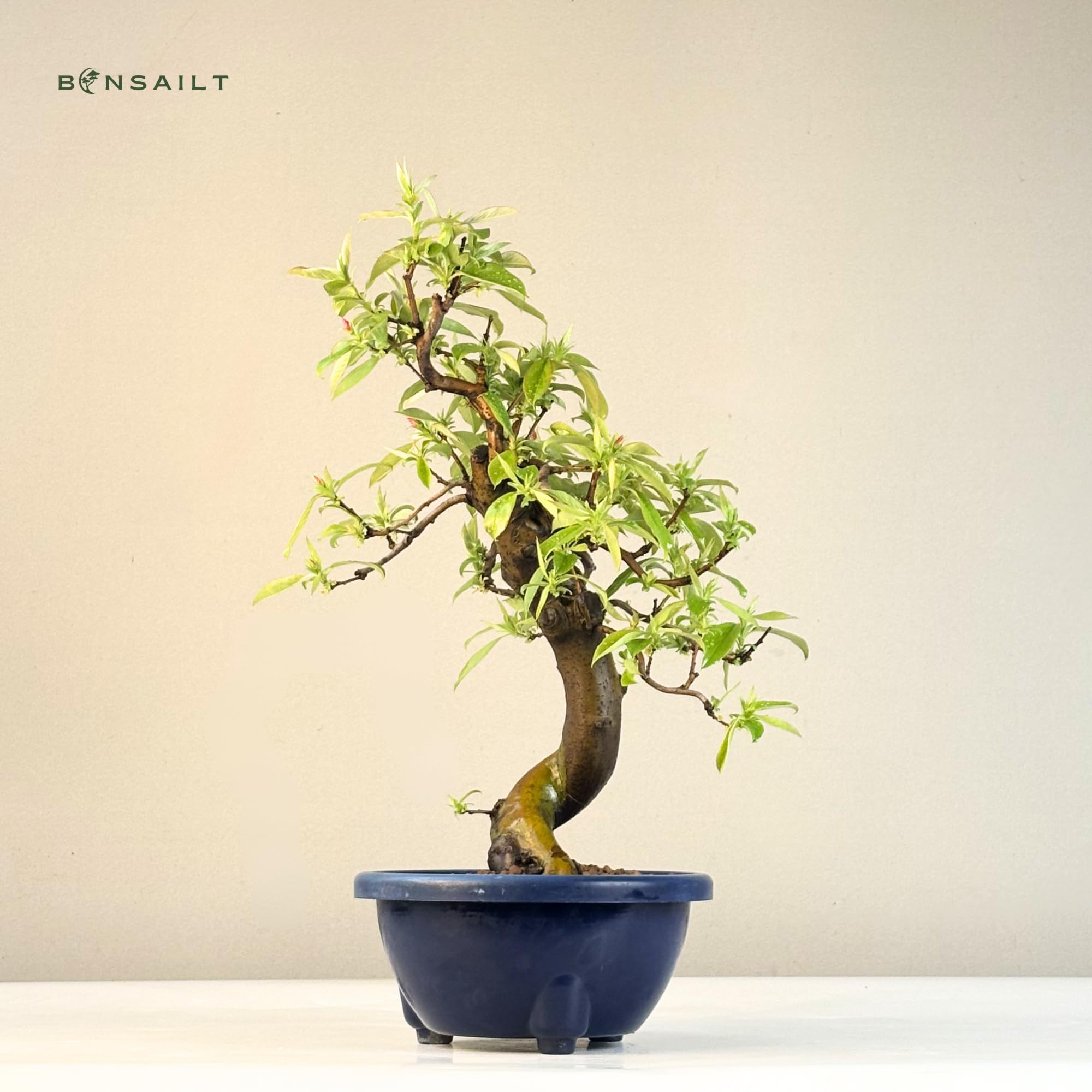 Chinesische Quitte Bonsai – Pseudocydonia sinensis – Outdoor Bonsai Baum – Blühender & Fruchttragender Bonsai – Premium Qualität
