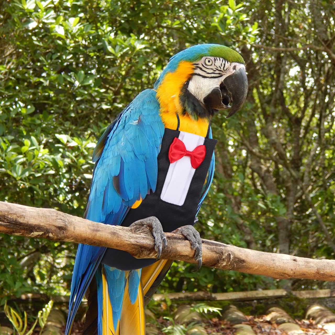 ibasenice 2 Stück Waschbare Papageienwindel Mit Bowknot Design Weicher Vogelfluganzug Für Wellensittich Nymphensittich Und Kleine Vögel Reise Alltag