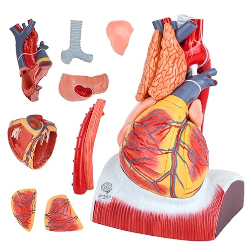 Miniatura 7 de Evotech Deluxe - Modelo de corazón humano con glándula timo y base de diaframa, 10 piezas, 1.5X tamaño real, modelo anatómico de corazón grande para