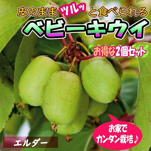 Amazon ベビーキウイ エルダー 1本で実が成り 耐寒耐暑性抜群で極甘 皮つきでツルッと食べられるサルナシ改良品種 ほぼ年中植付け可能 ミニ果樹苗9cmポット 2個セット 即出荷 果物