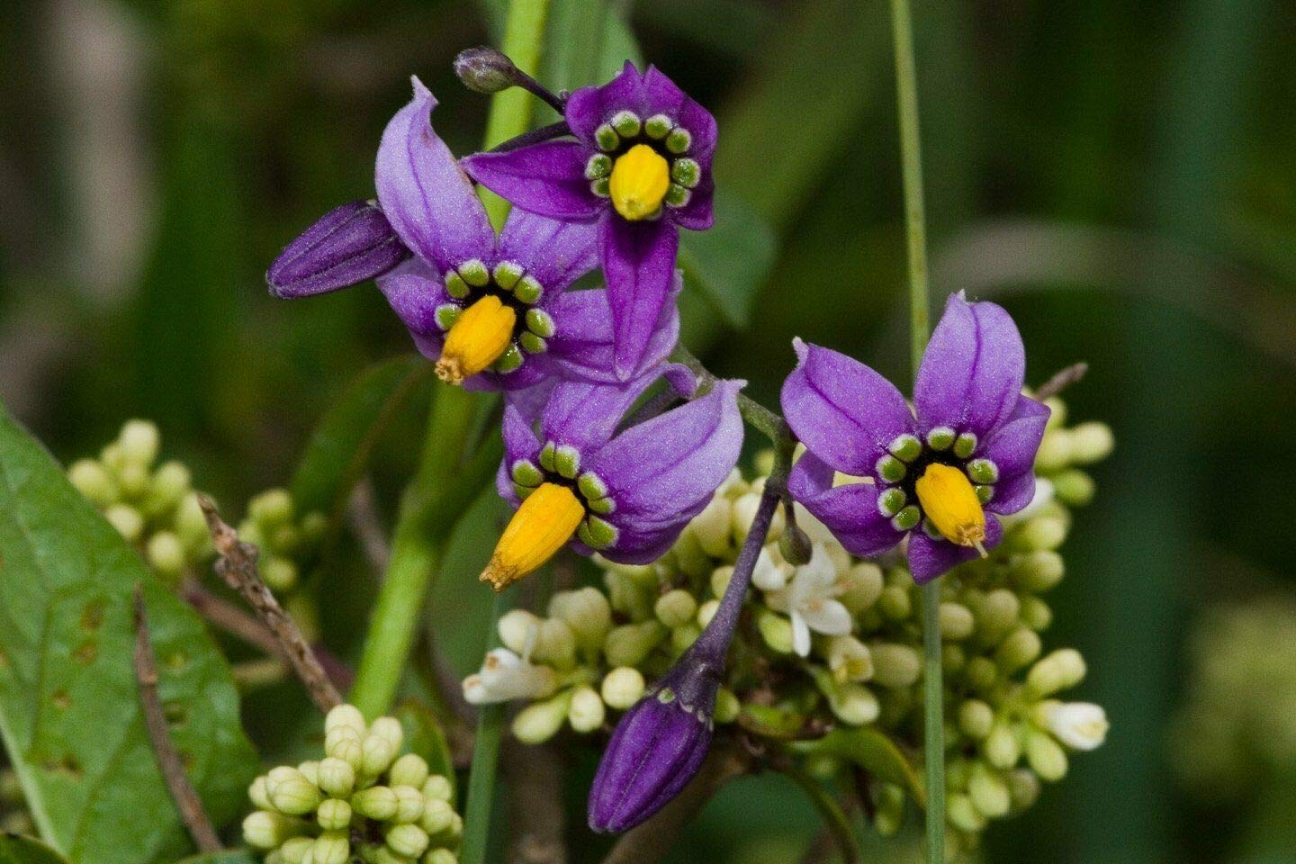 Amazon.com : Details About 10 Seeds Solanum Dulcamara Bittersweet  Nightshade Plant #Ornamental : Patio, Lawn & Garden