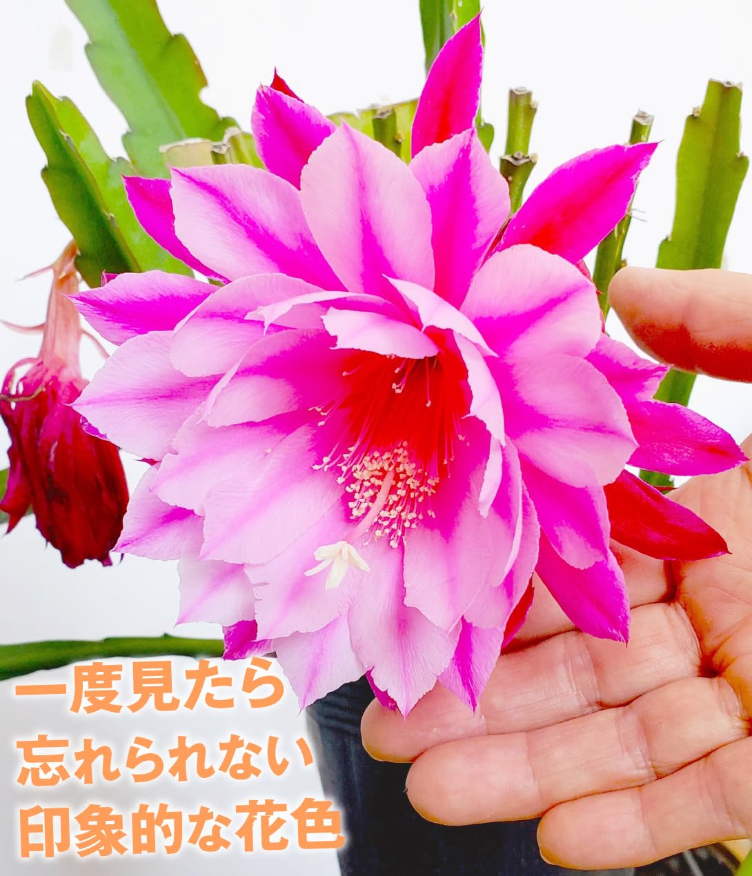 Amazon.co.jp: 花苗 孔雀サボテン 藤娘 2株 / 国華園 25年春商品