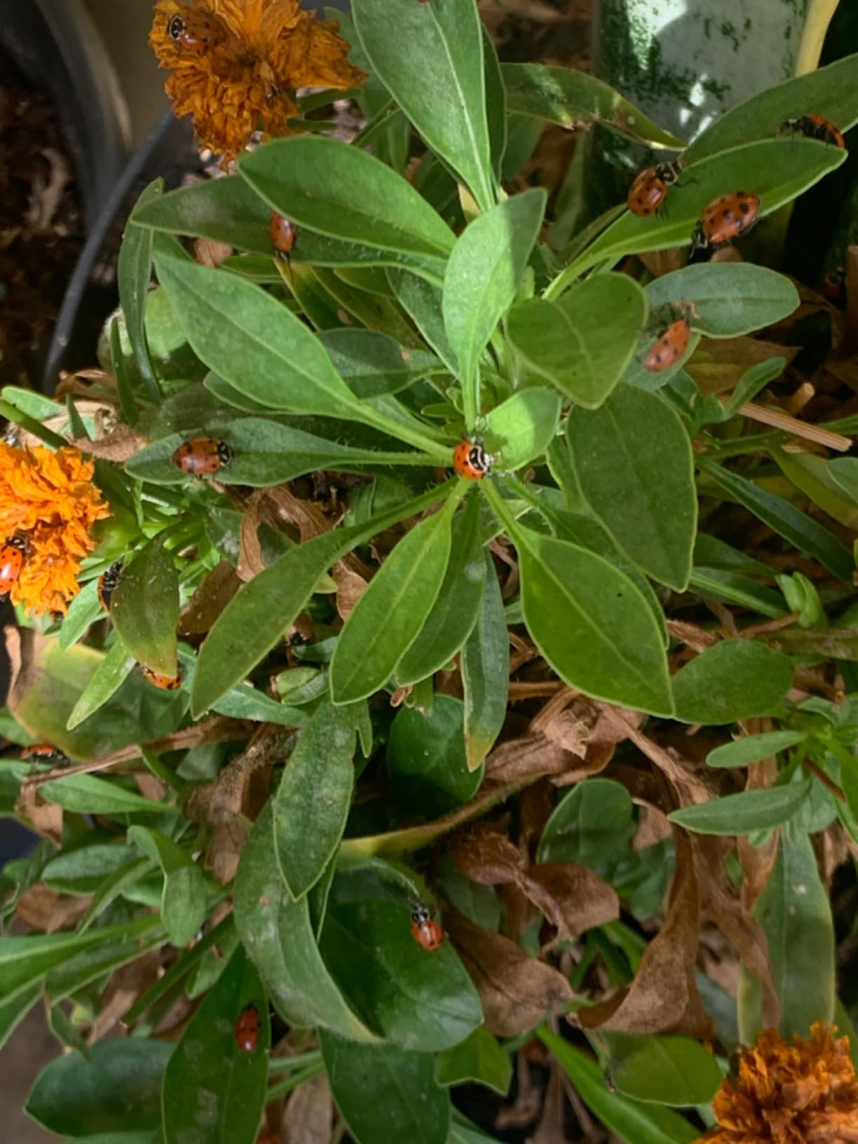 Amazon.com: 1500 Live Ladybugs - Hippodamia Convergens - Guaranteed ...