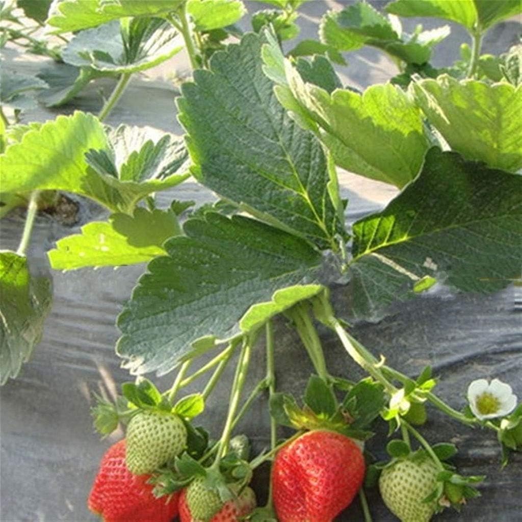 WGD Dimo Agriculture Weeding Black Mulch, 0.8m Width Thicken 0.01mm Vegetable Greenhouse Strawberry Special Plastic Film, Plants Grow Films (Size : 0.8mx20m)
