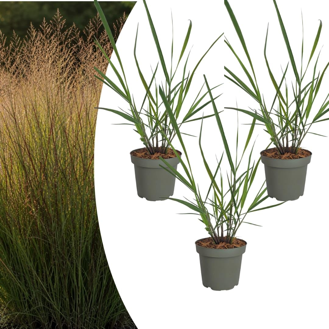 Panicum virgatum - 3 x proso na wędkę, trawa ozdobna, mrozoodporna trawa ozdobna 12 cm, łatwa w pielęgnacji trawa ogrodowa z czerwonym zabarwieniem jesiennym 3