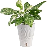 Vista 22 de Costa Farms Trending Tropicals - Planta de interior viva Begonia maculata de 15 pulgadas de alto, en maceta decorativa blanca