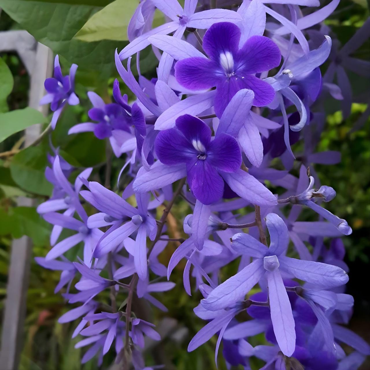 Online Plant Bazar Nilmoni Petrea volubilis Queens Wreath Purple Wreath vine Flower Live Plant-N1 (B0CZJ4HNBR) Amazon Price History, Amazon Price Tracker