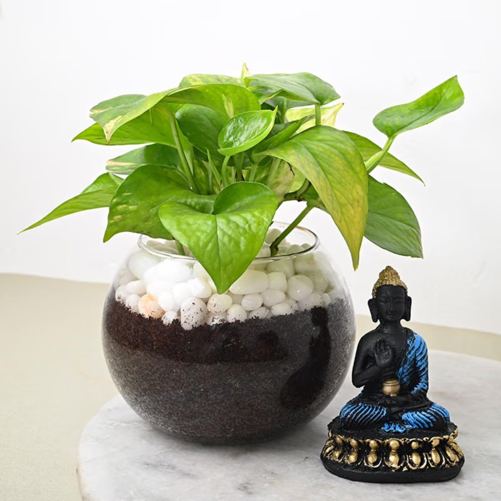 See full amazon price history chart for FlowerAura Air Purifying Money Live Terrarium Plant in Glass Pot with Buddha Idol for Living Room, Table Corner, Office/Home Decor and Gifts for Special Occasions (Same Day Delivery) FlowerAura Air Purifying Money Live Terrarium Plant in Glass Pot with Buddha Idol for Living Room, Table Corner, Office/Home Decor and Gifts for Special Occasions (Same Day Delivery) (B0D1VZTNLX) Amazon Price History, Amazon Price Tracker