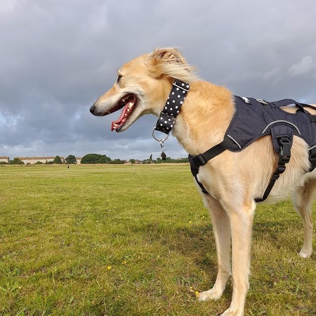 Foto 4 de 8 de Snootiful Hound Collar Martingala acolchado, lunares blancos y negros, ideal para galgos, whippets