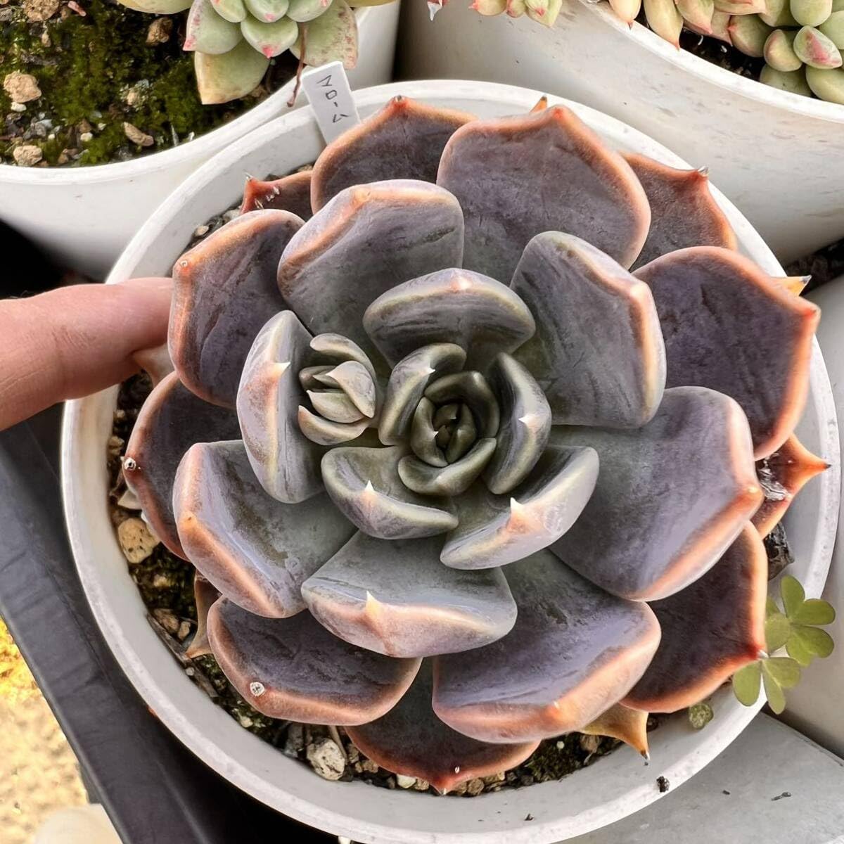 Amazon.co.jp: マローム根付き抜き苗多肉植物エケベリア : DIY・工具