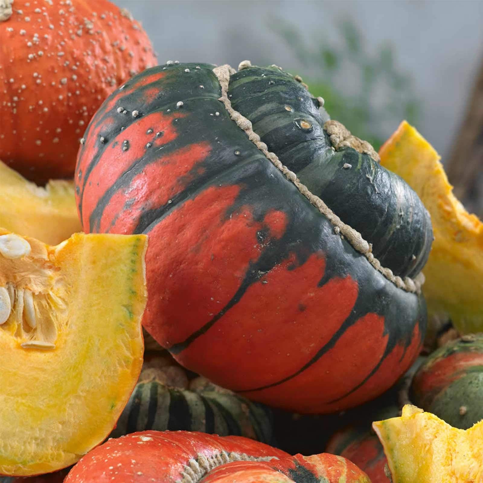Turks Turban Gourd Garden Seeds - 2 g Packet ~60 Seeds - Non-GMO, Heirloom Vegetable Gardening Seed - Cucurbita Maxima