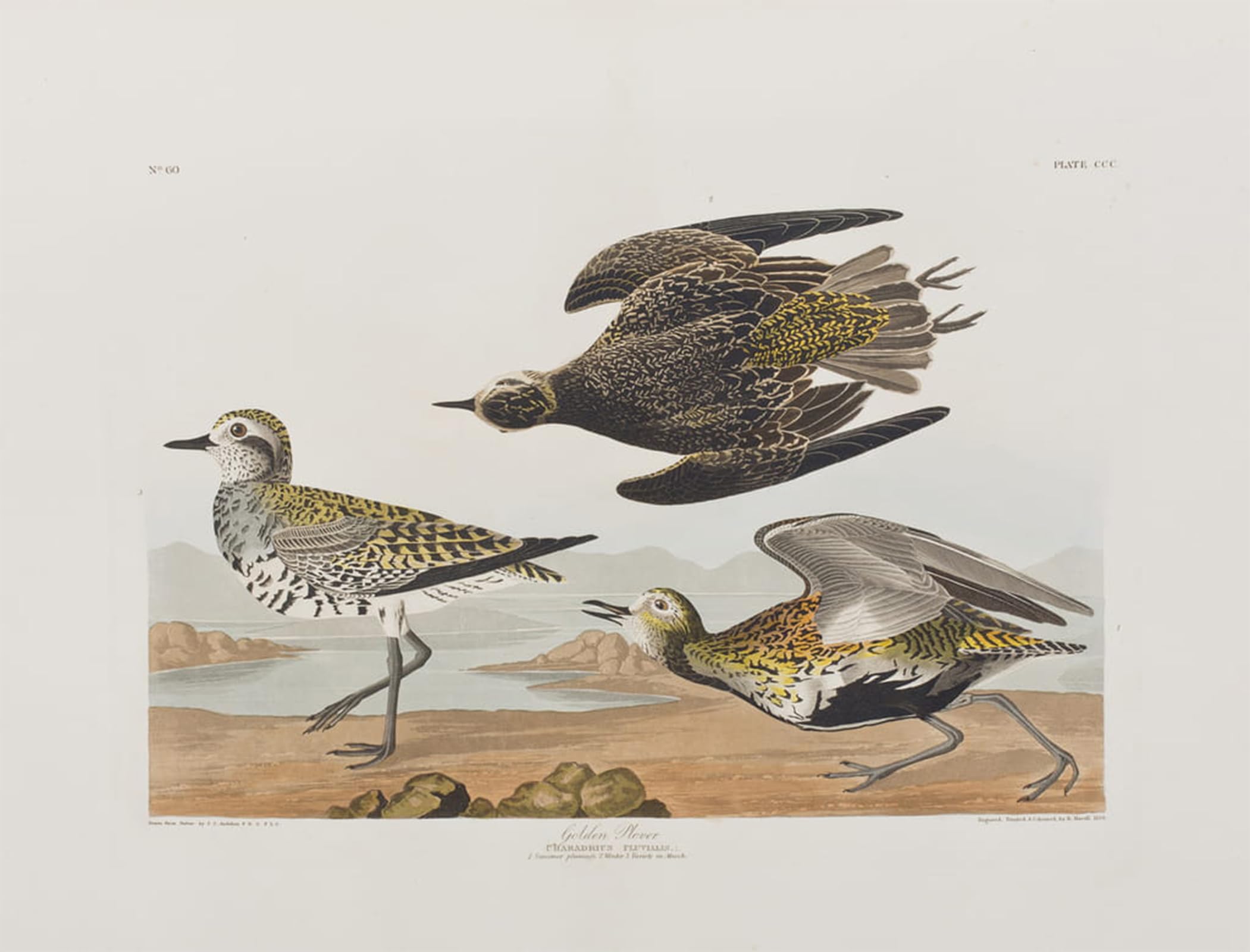 ARTXLXXBN Famous Print Painting Colorful Art Print Illustration From birds of America by John Jamess Audubon Canvas Art Decorations for Home Decor 60x90cm
