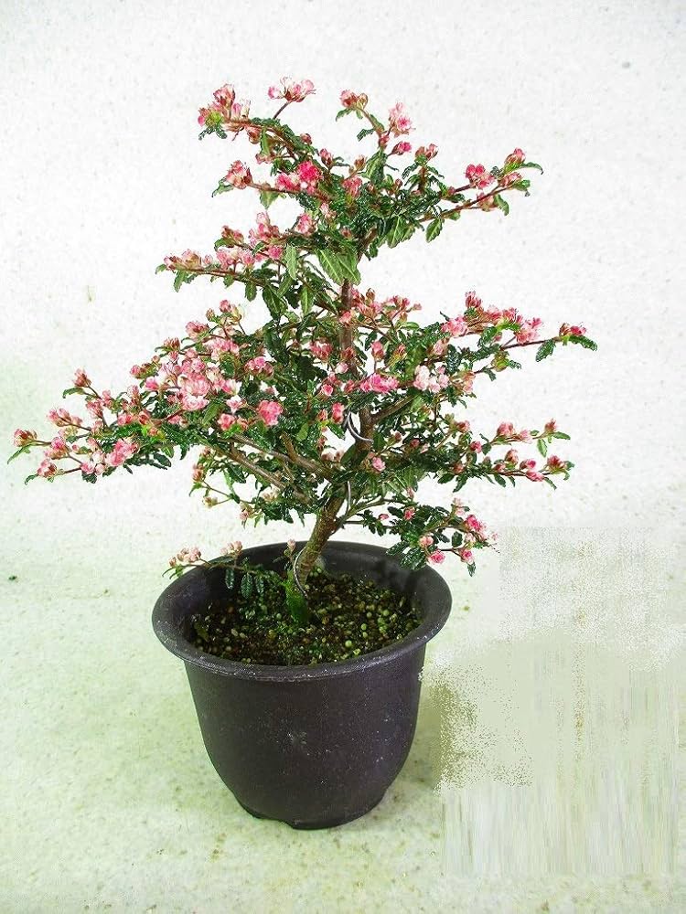 超特大古木 天皇梅 観葉植物 グレー鉢 約70cm 【公式通販】 超特大古木 天皇梅 観葉植物 グレー鉢 約70cm 【公式通販】