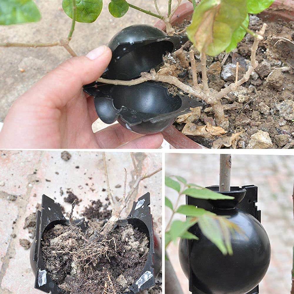 Confezione da 6 scatole per radici, scatola ad alta pressione per innesto di piante a sfera, dispositivo di taglio adatto per innesto da giardino, radicamento, allevamento (piccolo)