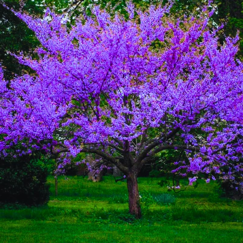 Cold Hardy Purple Pink Redbud Tree Live Plant in Quart Pot