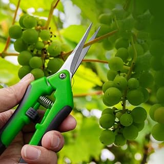 Pruning Shears for Gardening, Ultra Sharp Garden Scissors for Precise Cuts, Stainless Steel Bonsai Clippers with Spring Loaded, 6.5 Inch Garden Shears with Straight Stainless Steel Precision Blades