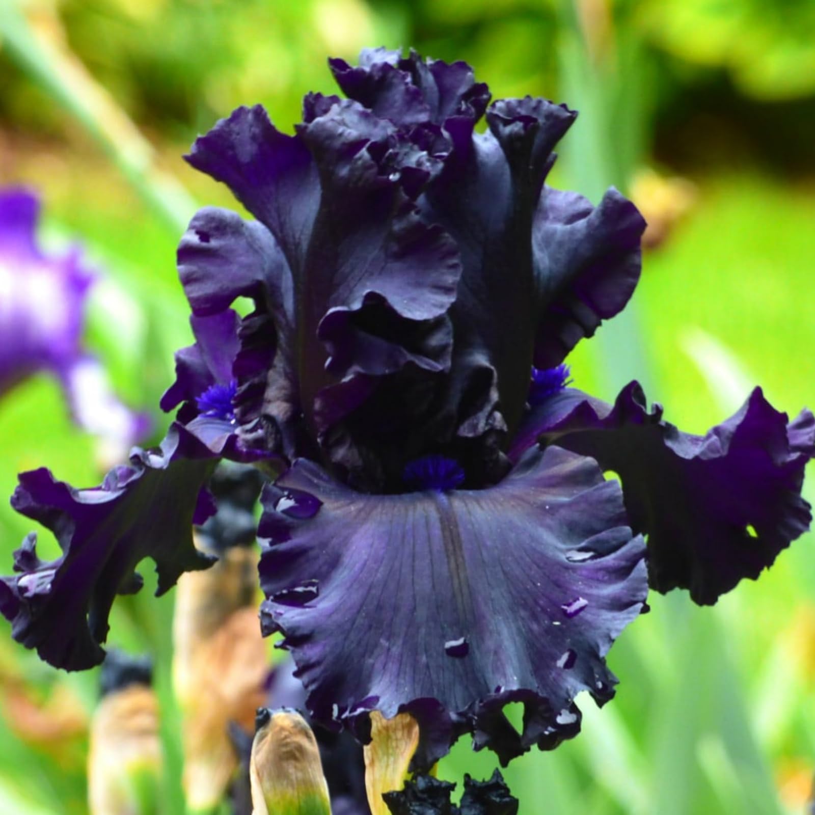 Iris Bulbs-Strong Plants That Grow Well/Mix Golden Jade Carving Feels Perfect-G-10 Bulbs