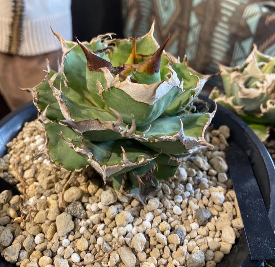 アガベ チタノタ 清櫻 アガベ チタノタ 【ever plants】Agave アガベ チタノタ 清櫻 アガベ チタノタ 【ever plants】Agave