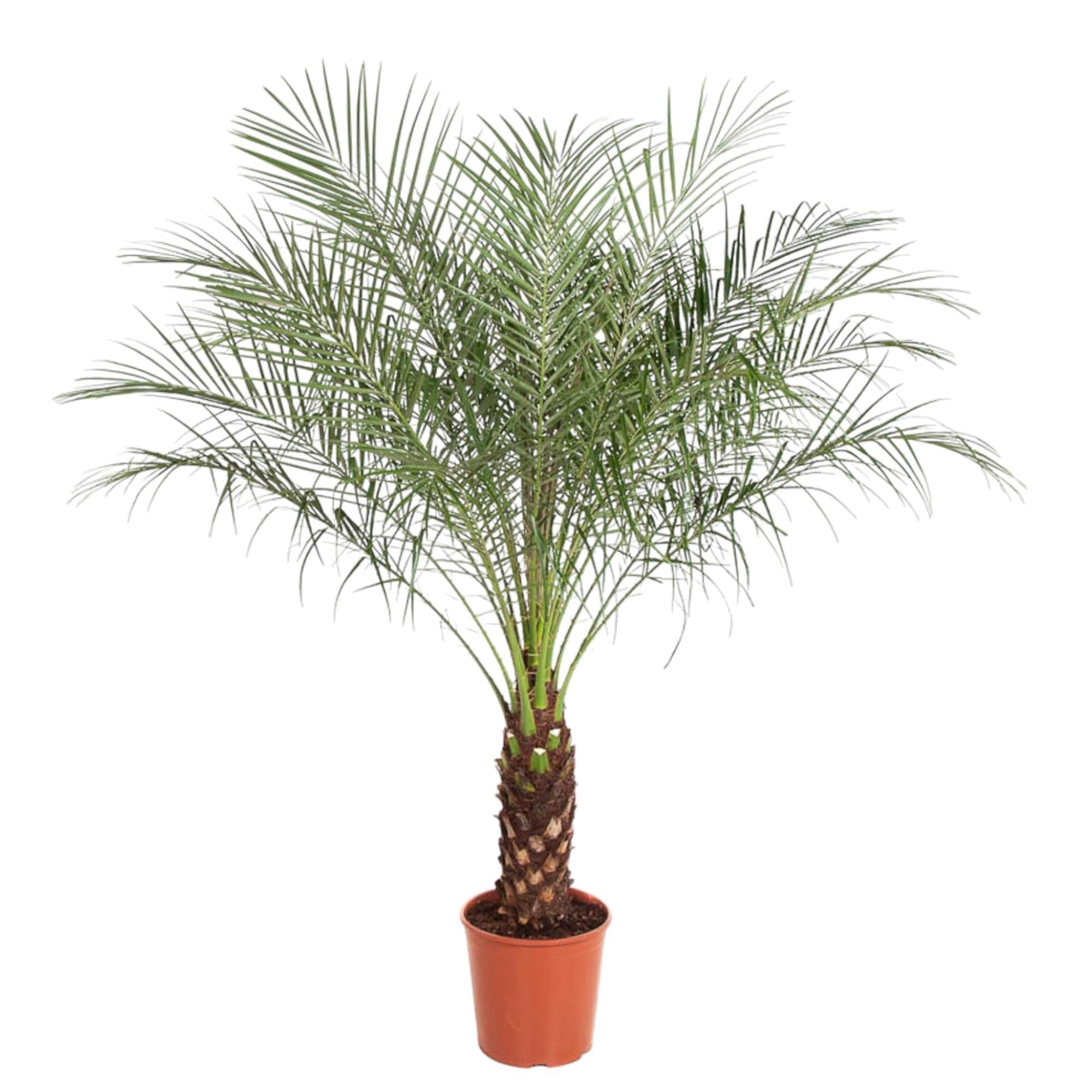 La Green Touch - Phoenix Roebelenii - 150 cm - ø27 - Plante d'intérieur - Pot 27cm, Hauteur 150 cm