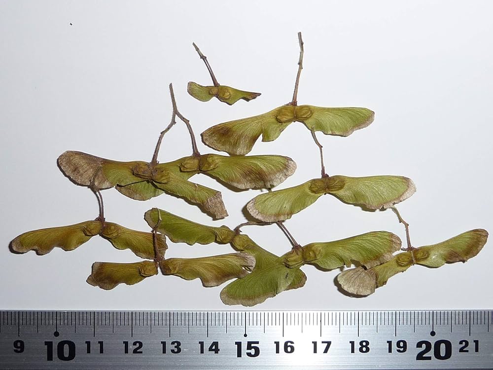 Amazon.co.jp: 【モミジ・カエデの種】コハウチワカエデ・セキノケゴン