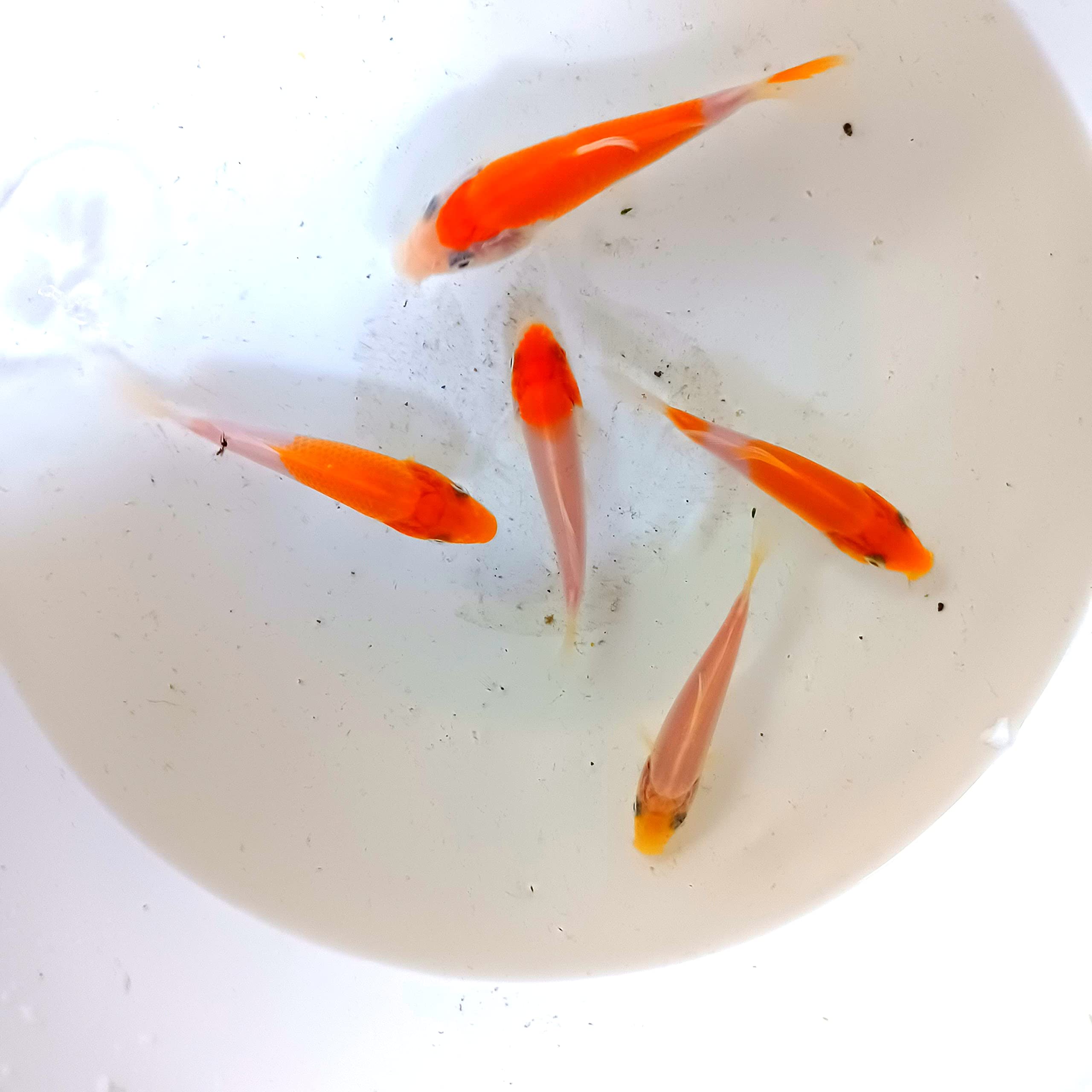 Amazon | アルビノアフリカツメガエルのおたまじゃくし2匹 【名生園 