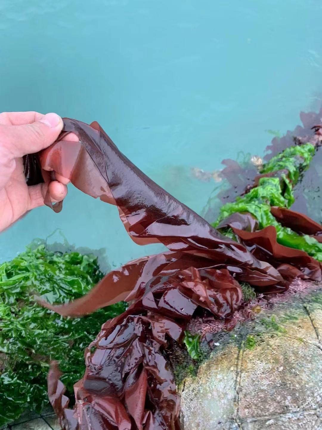 Dulse, Rhodymenia Palmata Flakes, Palmaria Palmata, Algas Dulse (2)