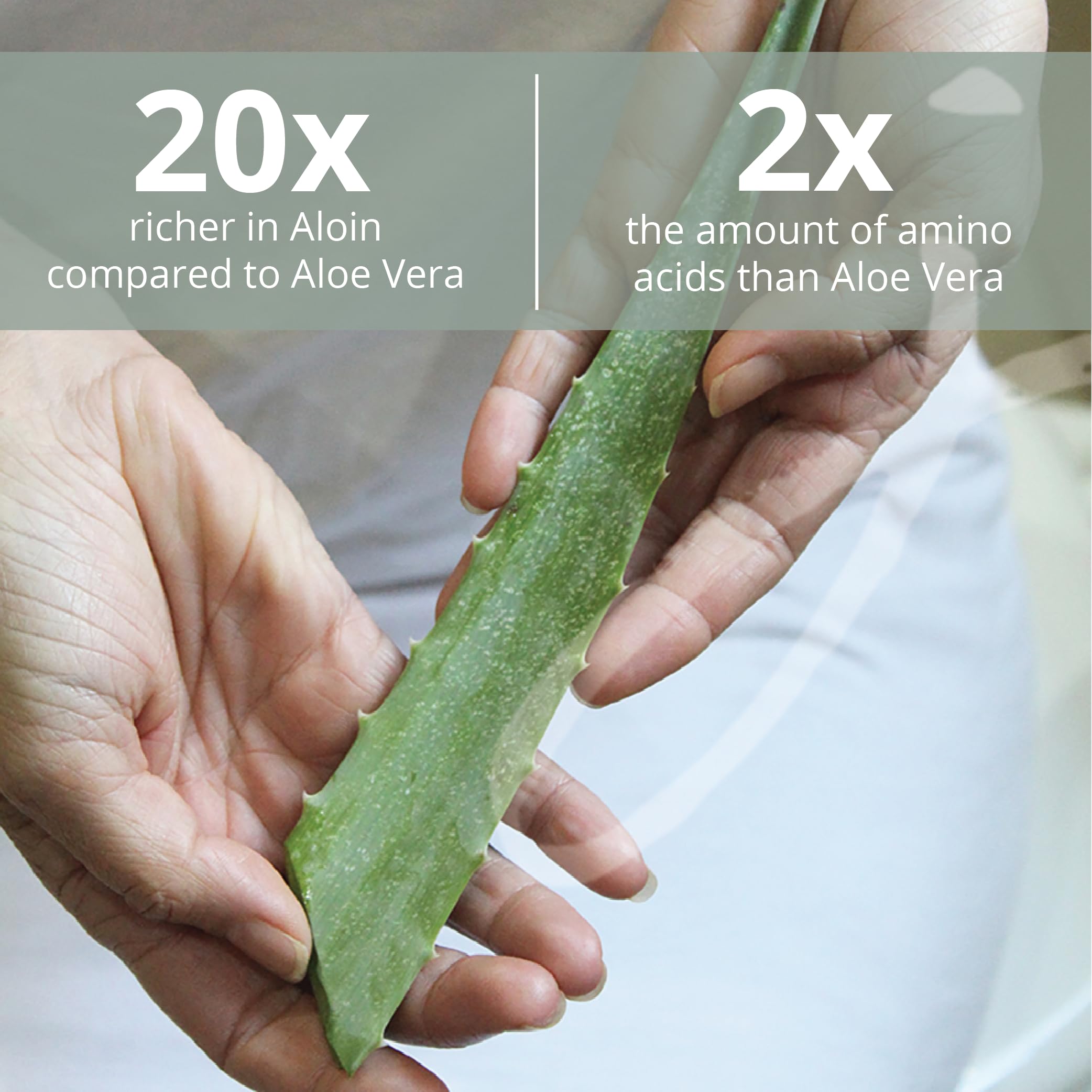sbc aloe vera body butter Organic Raw Pure and Natural Aloe Vera Body Butter – Bless International main image 0