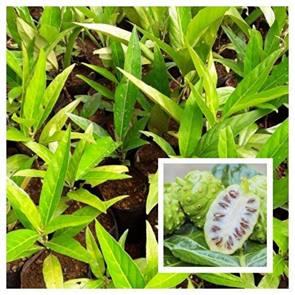 Creative Farmer Live Plant Rare Noni Indian Mulberry Morinda Citrifolia Small Seedling Exotic