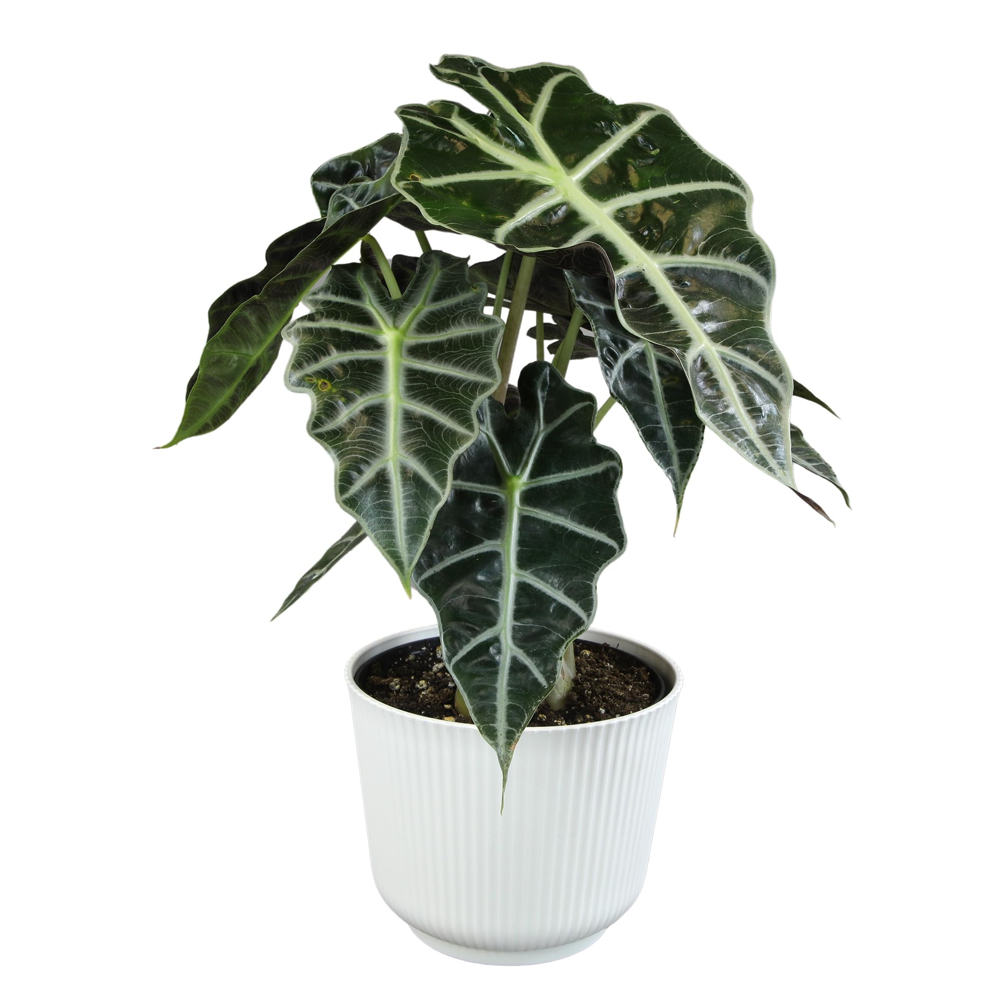 Altman Plants Polly Alocasia
