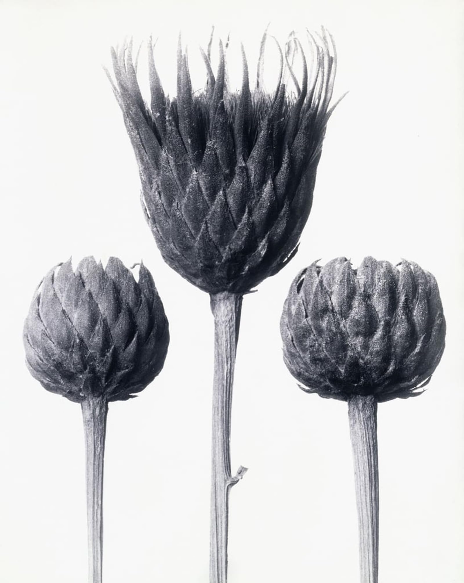 ARTXLXXBN Famous Prints Artwork Pictures Poster Painting Art Serratula Nudicaulis by Karl Blossfeldt Artwork Landscape Pictures for Home Decor 60x90cm