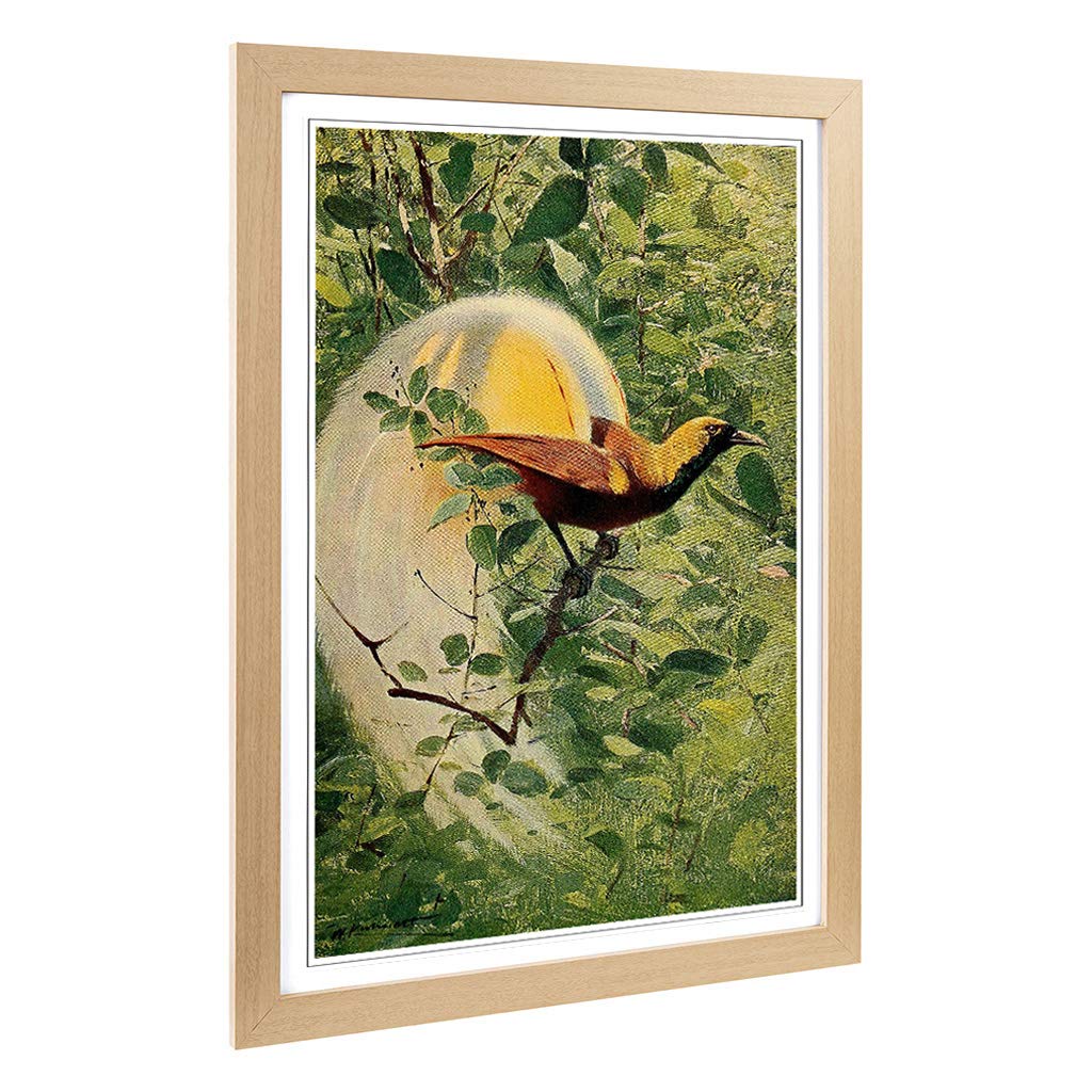 Big Box Art Framed Print of Vintage W Kuhnert Bird of Paradise Design | Wall Art Picture | Home Decor for Kitchen, Living Room, Bedroom, Hallway, Oak, A2 / 24.5x18 Inch / 62x45cm