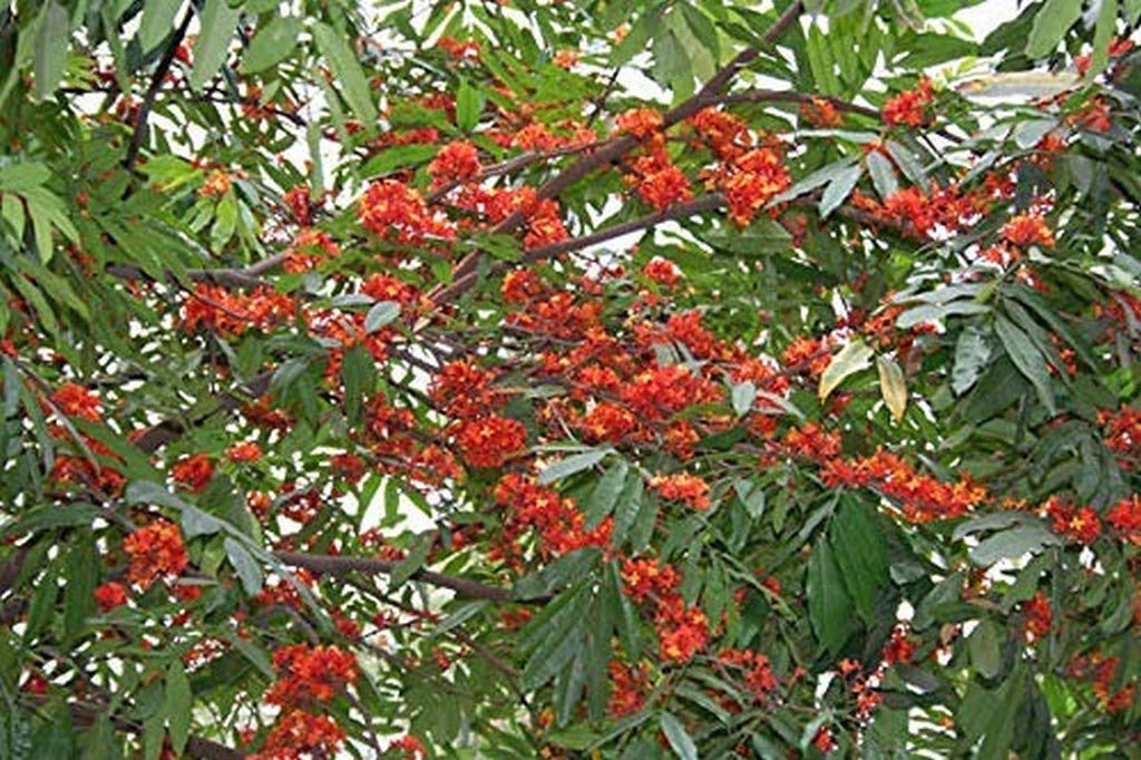 OhhSome Rare Ashoka Tree Plant (Saraca Asoca) Ornamental Shrub Tree Plant (1 Healthy Live Plant) (B09N9D4YWV) Amazon Price History, Amazon Price Tracker