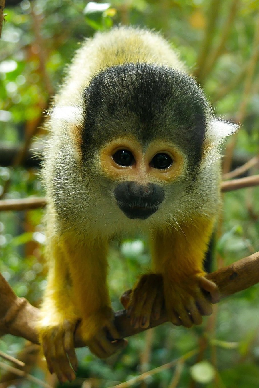 Curious Squirrel Monkey Journal: 150 page lined notebook/diary