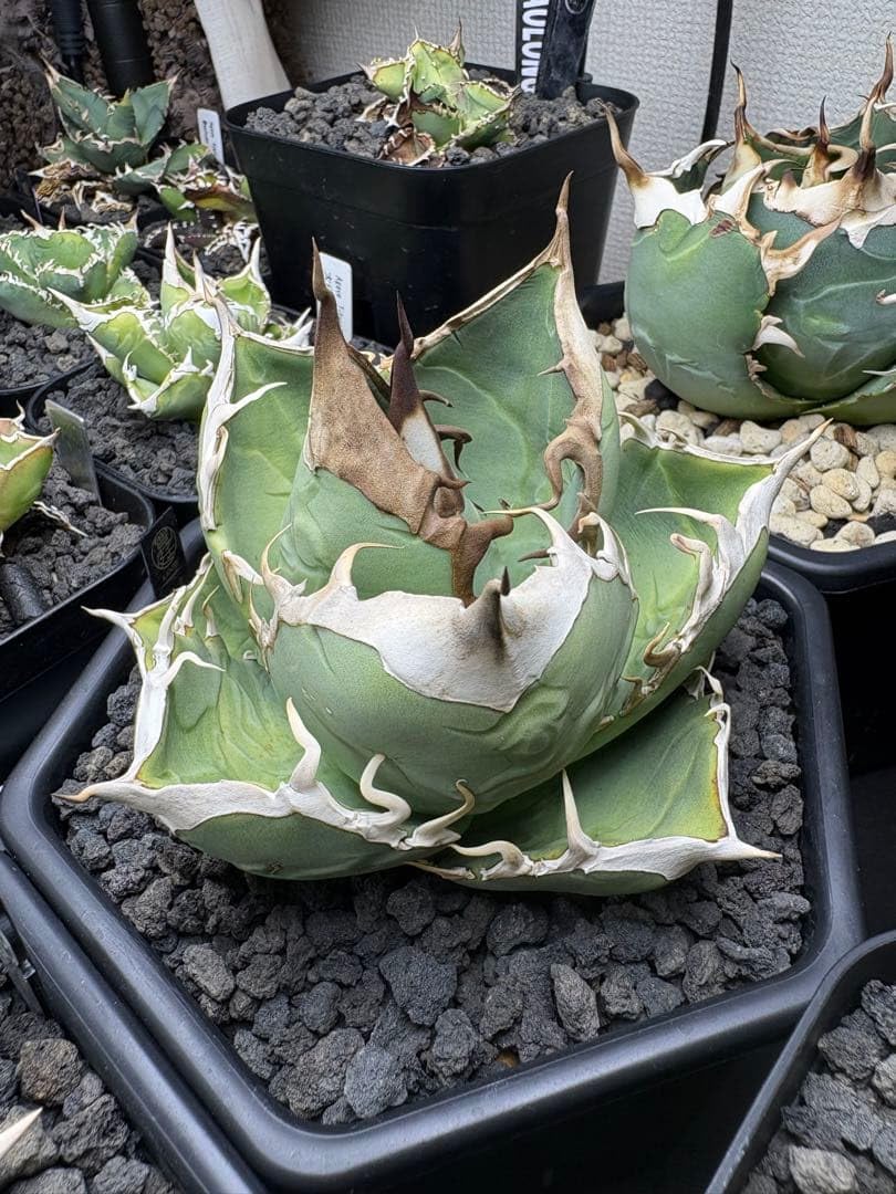 Amazon｜オアハカ オテロイ実生 子株｜観葉植物 オンライン通販