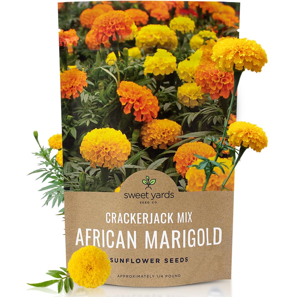 African Marigold Seeds Crackerjack Mix - Bulk 1/4 Pound Bag - Over 40,000 Seeds - Huge Orange and Yellow Blooms