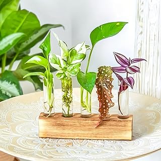 Plant Propagation Station with Wooden Frame Glass Containers, Hydroponic...