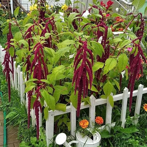 Miniatura 5 de Zorra Amaranto Amaranto Caudatus Semillas para plantar más de 400 semillas Amaranto de cola roja Plantas de jardín exóticas