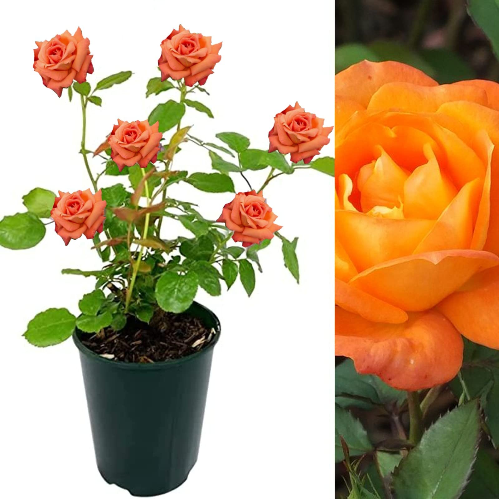 Carbeth Plants Rose Bush Orange Sunblaze in a 3 Litre Pot (3)