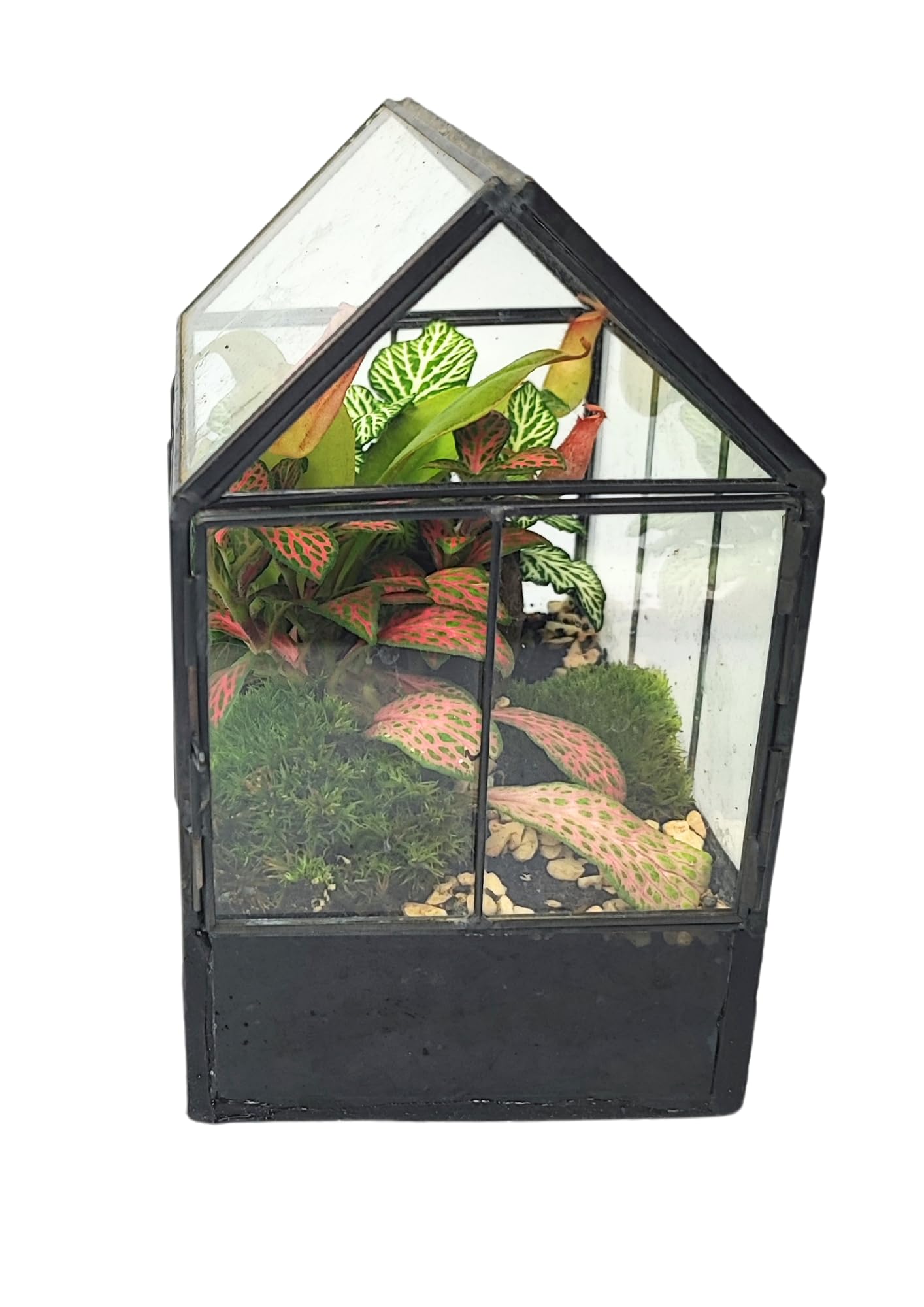 Kit Terrarium Fai-da-Te | Vetro e Ferro Robusto | Include 3 Piantine e Decorazioni | Terrario per Piante in Vetro | Dimensioni Compatte, Nero e Trasparente