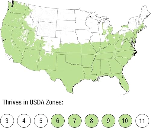 Miniatura 5 de Flirt Nandina (1.5 galones) Arbusto de hoja perenne multicolor de bajo crecimiento con nuevo crecimiento rojo, planta viva para exteriores de sombra