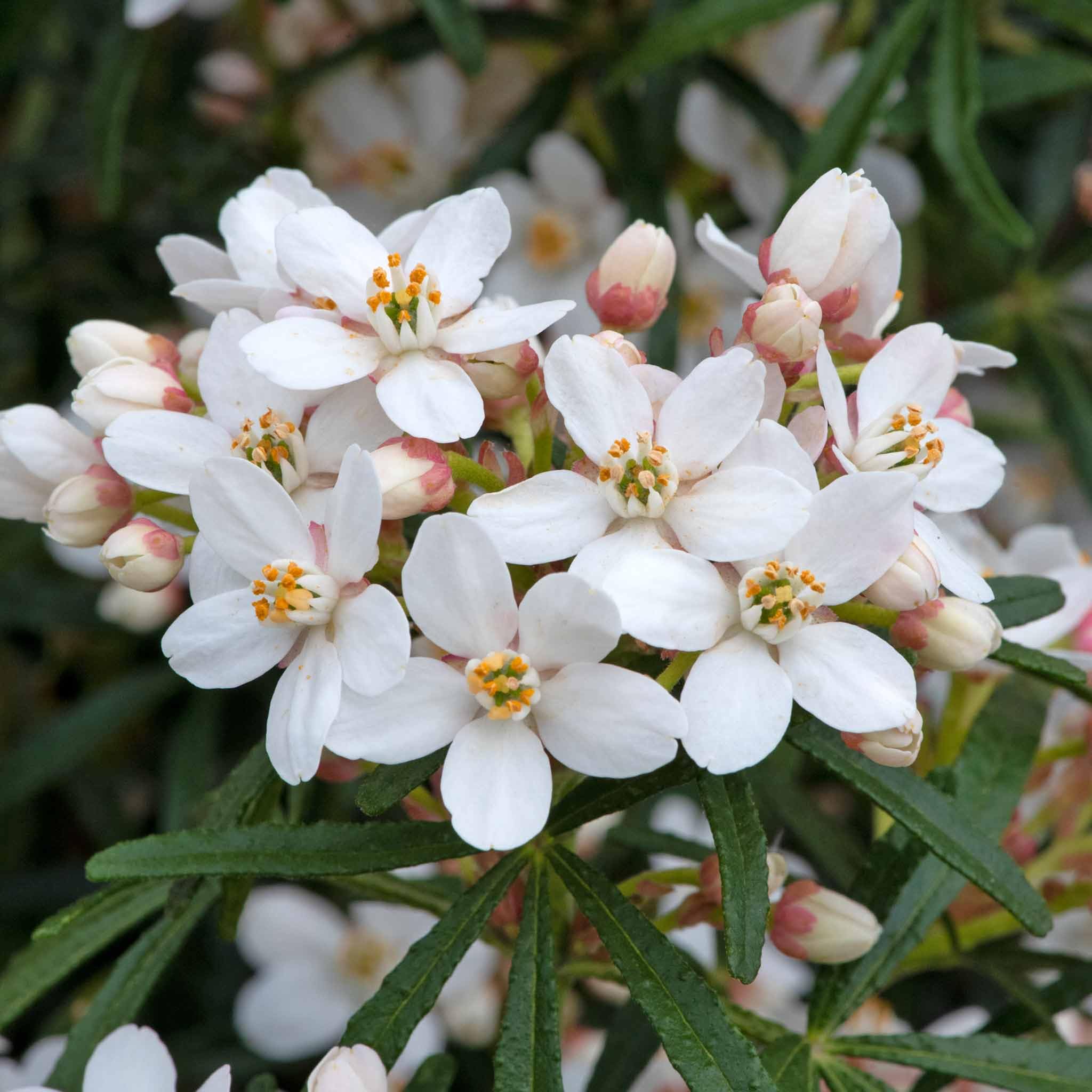 Marshalls Garden Choisya 'Scented Gem' 9cm Plant
