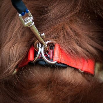 EzyDog Double Up Dog Collar Double D-Rings for Superior Strength, Safety, and Comfort Nylon Dog Collar with Reflective Trim and ID Attachment Point (Small, Black)
