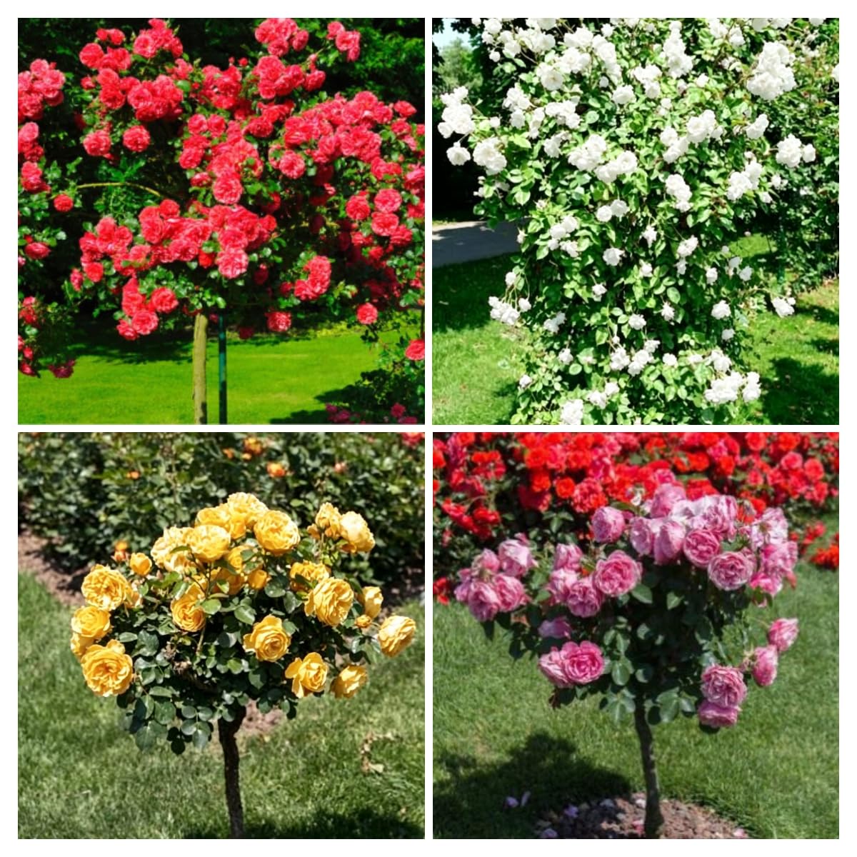 Tree Rose Flower Mix Seeds, 300+ Non-GMO Heirloom Seeds, Hardy & Long-Blooming Perennial, Mixed Colors for Planting-Potted Saplings, Ideal for Garden Borders, Pathways & Containers