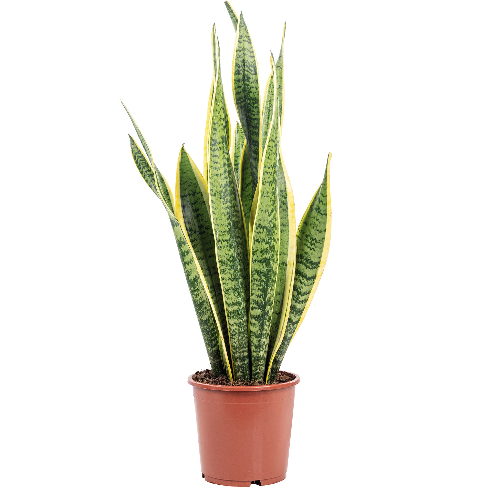 Sansevière - plante d'intérieur facile d'entretien, Sansevieria trifasciata Laurentii - hauteur env. 65 cm, pot-Ø 17 cm
