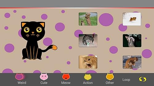 Melhores gatinhos engraçados