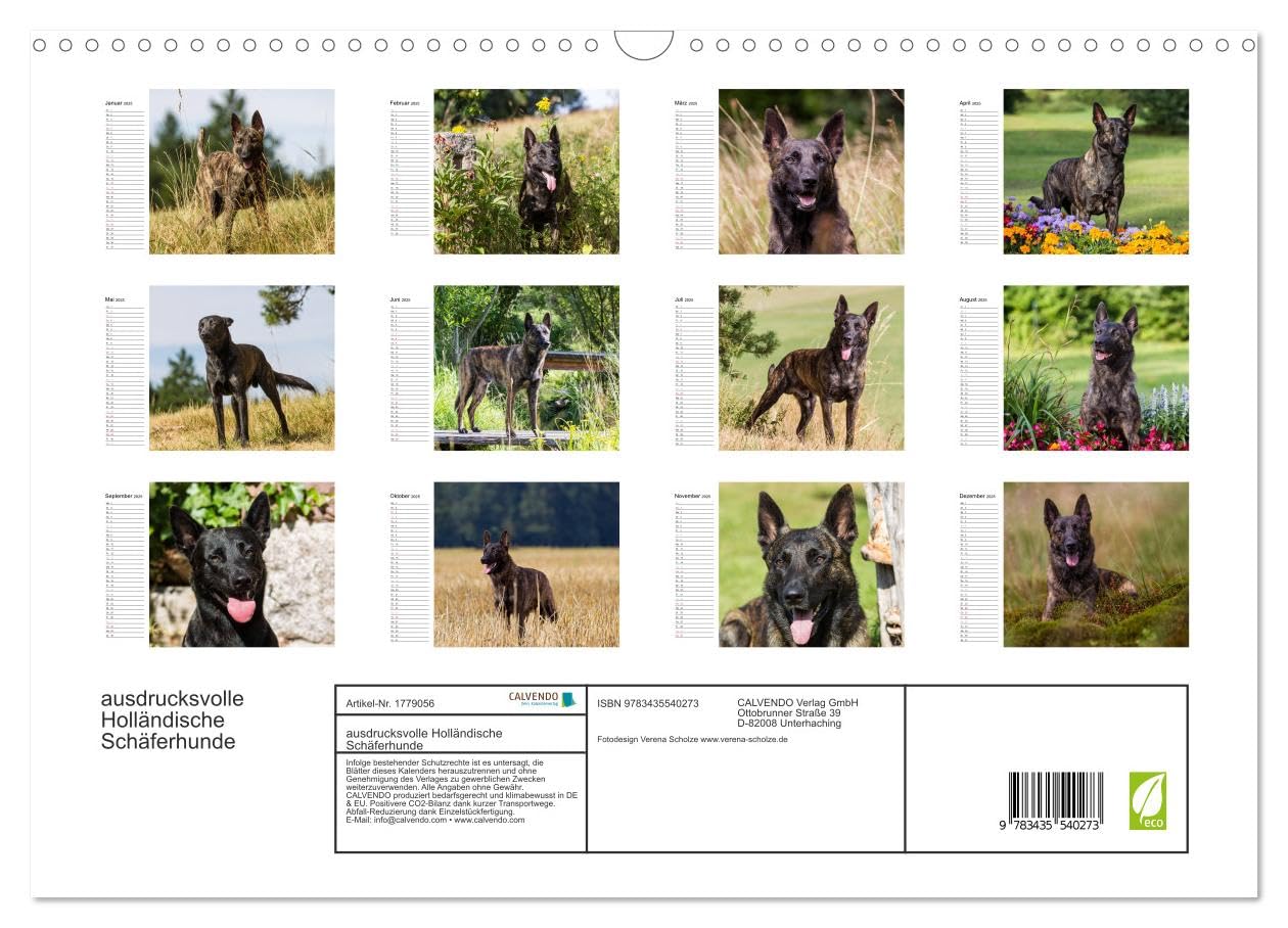 ausdrucksvolle Holländische Schäferhunde (Wandkalender 2025 DIN A3 quer), CALVENDO Monatskalender: Beieindruckend und ausdrucksstark - Holländische Schäferhunde (CALVENDO Tiere)